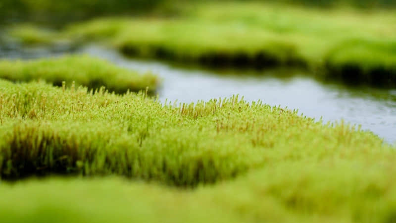 速溶咖啡能用冷水泡吗-速溶咖啡能用冷水泡吗为什么