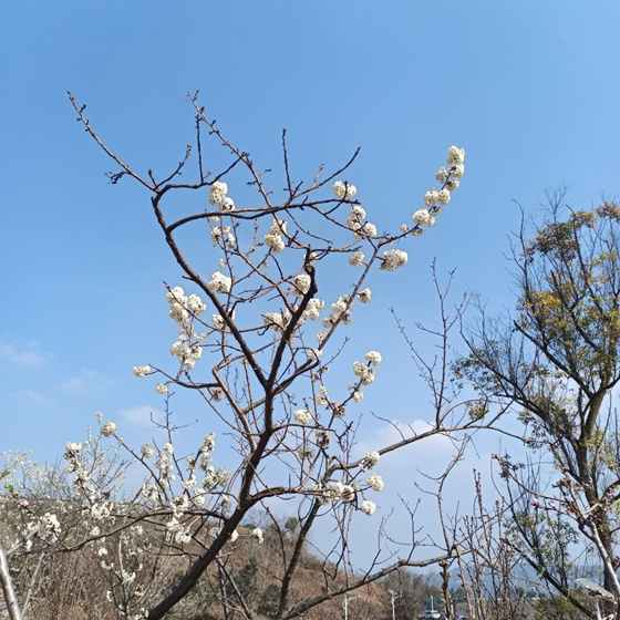 月季花泡酒功效和作用