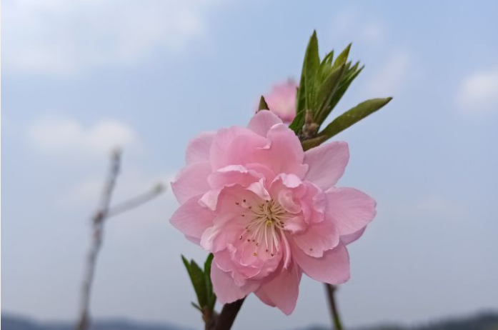 为什么鲜银鱼要焯水