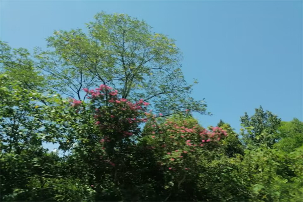 苦瓜洋葱可以一起炒吗-苦瓜洋葱能在一起吃吗