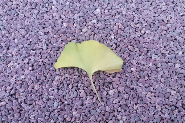 木耳苦瓜能一起吃吗-木耳和苦瓜一起做做菜可以吗