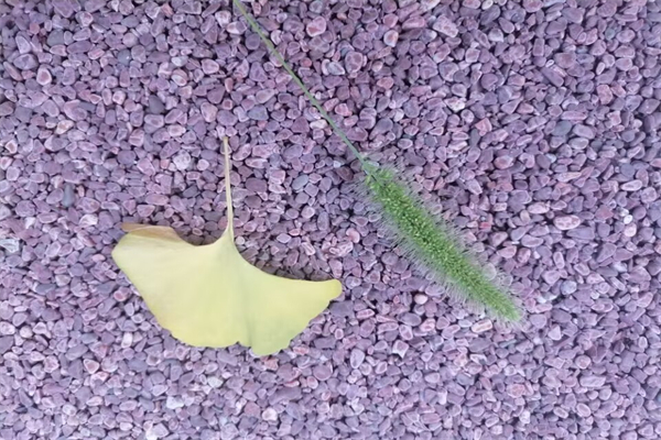 山楂和什么一起泡水喝