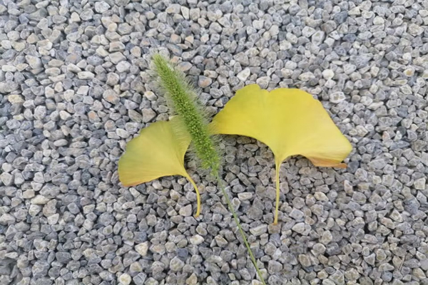 洗衣液可以洗头发吗