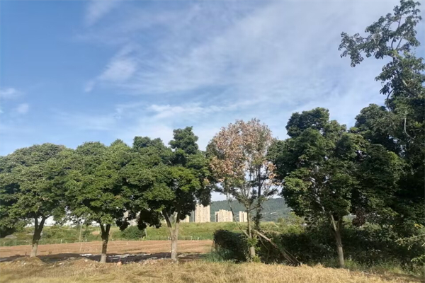 详细阅读:苏州在哪里在哪个省-苏州在哪个省哪个城市啊 苏州在哪里在哪个省-苏州在哪个省哪个城市啊