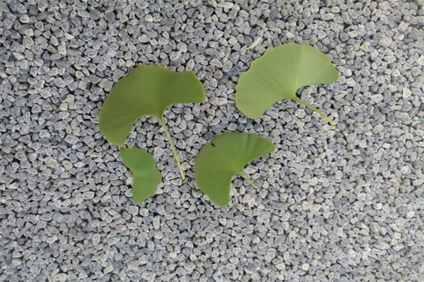 花生和什么不能一起吃-长期吃熟花生的好处和坏处