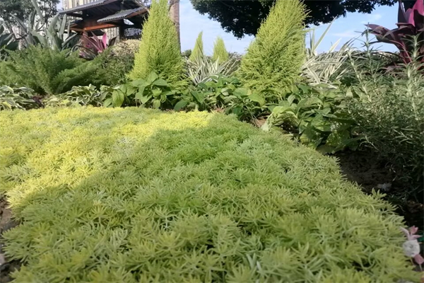 塑料一样的虾片能吃吗-有种虾片透明包装
